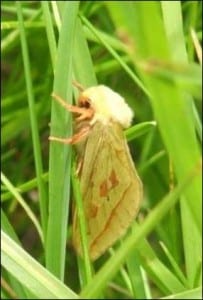 Ghost moth resting amongst the grass