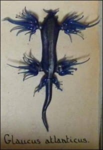 The blue sea slug (Glaucus atlanticus) at the Grant Museum of Zoology. LDUCZ-P173d