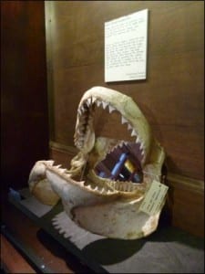 The great white shark jaws in the current exhibition 'I found this...'