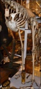 Legs of the emu skeleton at the Grant Museum