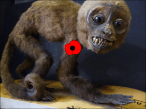 Scary Monkey proudly displaying his poppy