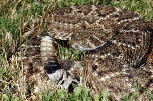 Crotalus atrox by Clinton and Charles Robertson