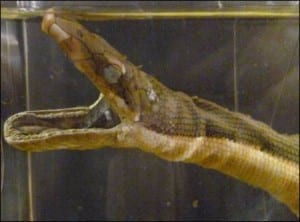 Close up of the yellow-bellied sea snake at the Grant Museum