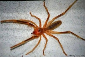 A camel spider. Image taken by Siamak Sabet. Taken from wikimedia Commons