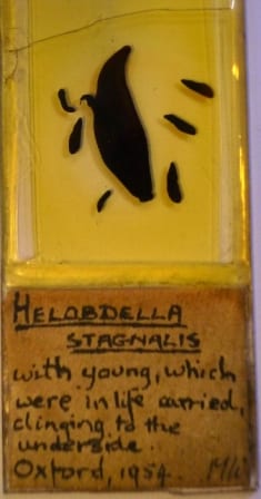 Grant Museum Helobdella  microscope slide labelled Helobdella stagnalis with young, which were in life carried clinging to the Underside. When I saw this my allergies kicked in and I started to cry. My fake allergies.