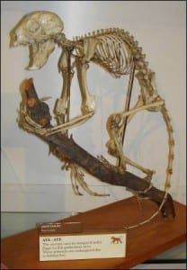 The aye-aye skeleton at the Grant Museum