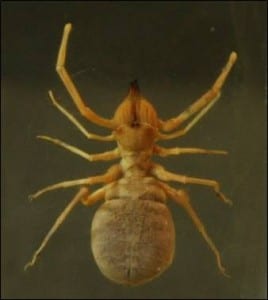 The camel spider (Galeodes orientalis) at the Grant Museum. LDUCZ-J92