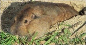 Gopher with full cheek pouches. Image taken by Davefoc. Image taken from www.commons.wikimedia.org
