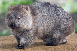 A coarse-haired wombat. Image taken by J. J. Harrison. (Image taken from commons.wikimedia.org)
