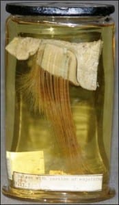 Whale baleen at the Grant Museum of Zoology. LDUCZ-Z2253