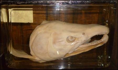 Half a salmon's head (Salmo salar) in a box, at the Grant Museum of Zoology.