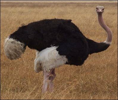 A male ostrich in the Ngorongoro Crater in Tanzania. (Image taken by Nicor. Image