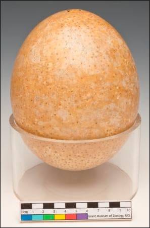 An ostrich egg at the Grant Museum of Zoology