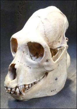 The howler monkey skull (Alouatta sp) at the Grant Museum of Zoology. LDUCZ-Z418