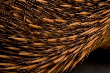 The hair and spines of the short-nosed echidna