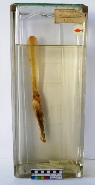 LDUCZ-V379 Grant Museum paddlefish