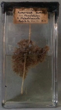 Plumatella repens, a freshwater bryozoa at the Grant Museum of Zoology. LDUCZ-N10
