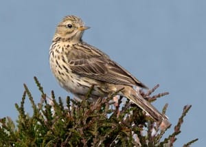 Meadow pipit (Anthus pratensis) Image taken by Zambog. Image obtained from commons.wikimedia.org