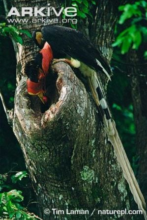 A male helmeted hornbill passing food to a female sealed inside the tree. (Image taken by Tim Laman/nature.pl. Image obtained from www.arkive.org)