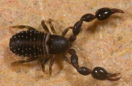 A pseudoscorpion with particularly impressive pincers (pedipalps). (Image by Kaldari. Taken from commons.wikimedia.org)