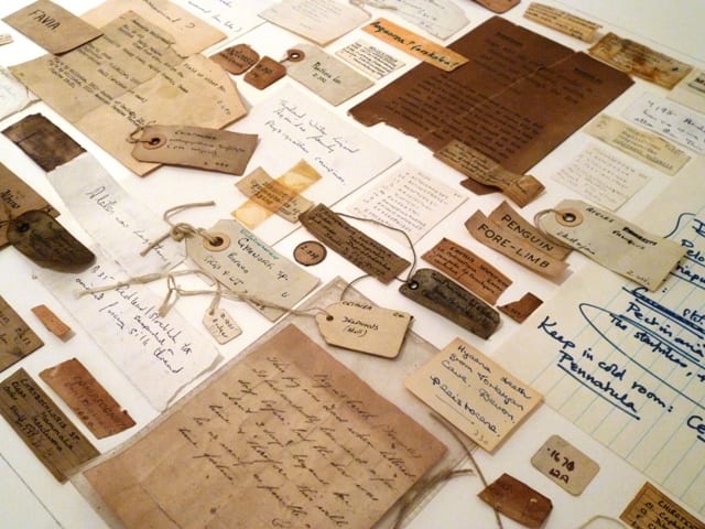 More Grant Museum lost labels