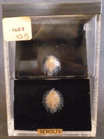 The pair of serolids (Serolis scythei) at the Grant Museum of Zoology. LDUCZ-H145