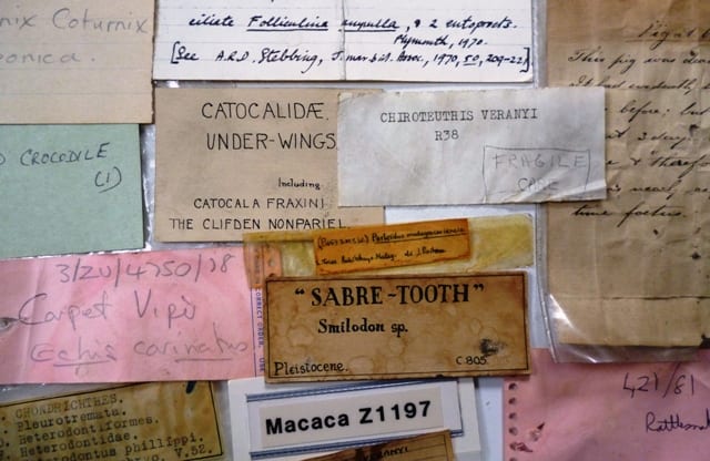 Lost labels from the Grant Museum.