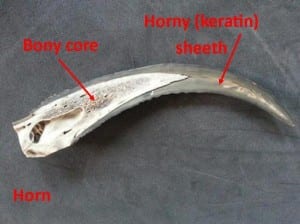 Horn has a horny sheeth and a bony centre