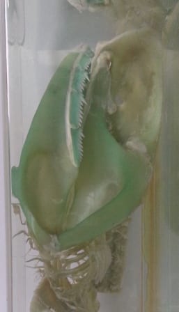 The rather green sharpnose sevengill skull (Heptranchias perlo sp) at the Grant Museum. LDUCZ-V44m.