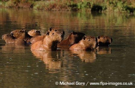 Capybaras partly submerged. Image taken by Michael Gore www.flpa-images.co.uk. Image obtained from www.arkive.org