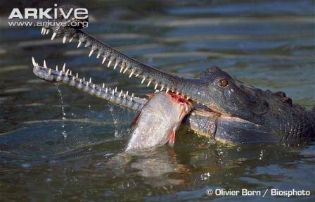 A perfect demonstration of the needle sharp teeth. (Image by Olivier Born/Biosphoto. Image taken from www.arkive.org)