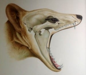 Thylacine. © Sandra Doyle