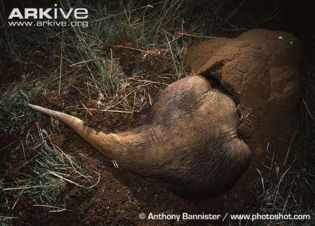 An aardvark getting stuck in to meal time, with its head in a termite nest. (Image by Anthony Bannister www.photoshot.com. Image obtained from www.ARKive.org)