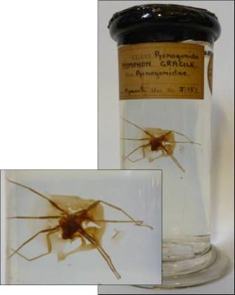 The sea-spider (Nymphon gracile) at the Grant Museum. It hasn't been squashed by a slipper, it is attached to a glass backplate by glue that has gone brown. LDUCZ-J151