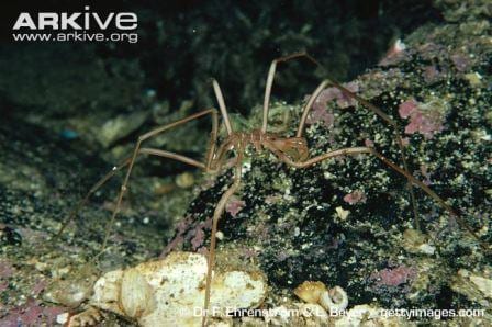 The spindly sea-spider. (Image taken by Dr. F. Ehrenstrom and L. Beyer. Gettyimages.com. Image obtained from www.ARKive.org).jpg