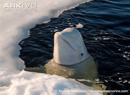 Adult beluga whale in the Arctic ice. Image copyright of Andrey Nekrasov / imagequestmarine.com