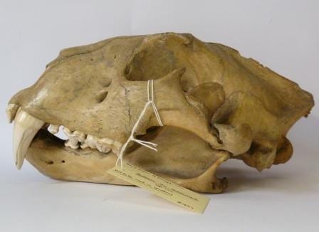 The 'possible' Cape lion (Panthera leo melanochaita) at the Grant Museum of Zoology. LDUCZ-Z1642