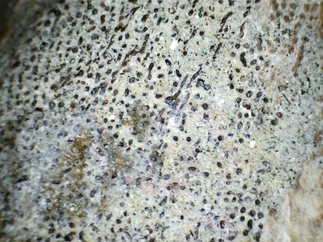 Detail of Edaphodon under a microscope to show the detail of fossilised cartilage