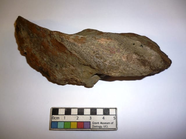 Image of Grant Museum specimen of Edaphodon