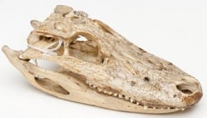 Alligator family skull. Note the wider straighter jaw, with the lower jaw sitting inside the upper.