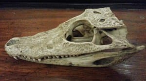 Caiman skull - looking very alligatory