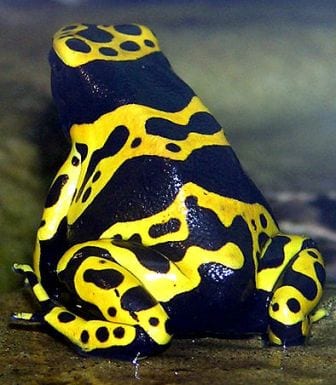 A non-butterfly-but-too-beautiful-to-not-include poison dart frog. The vibrant skin patterns warn predators of its toxicity, just like our butterflies. (Image by Adrian Pingstone, obtained from commons.wikimedia.org)