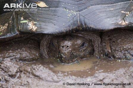 Galapagos tortoise wallowing in mud. (C) David Hosking www.flpa-images.co.uk