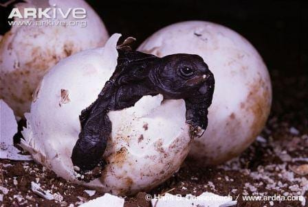 Not so giant Galapagos giant tortoise hatchlings. (C) Hans D Dossenbach www.arde