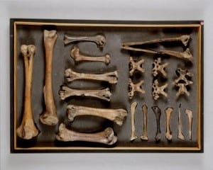 Grant Museum dodo bones