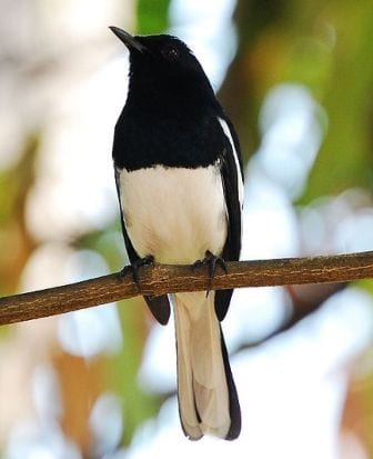 The very magpie-ish looking male oriental magpie robin. (Image taken by Challiyan. Image obtained from www.commons.wikimedia.org)