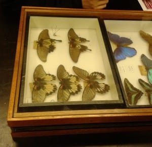Pinned butterflies from the Linnean Society's collection store