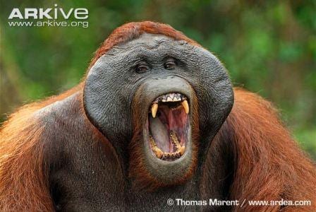 A male Bornean orang-utan yawning. This image shows the large cheek flanges present in the males of this species. (C) Thomas Marent www.ardea.com