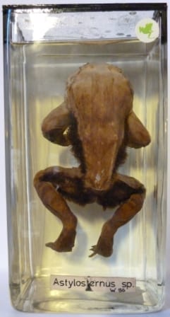 The hairy frog (Astylosternus sp) at the Grant Museum of Zoology LDUCZ-W86