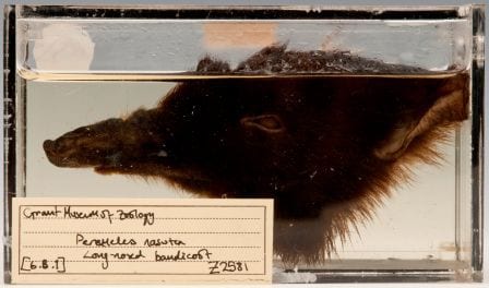 The one remaining fluffy side of the head of our long-nosed bandicoot (Perameles nasuta) LDUCZ-Z2581